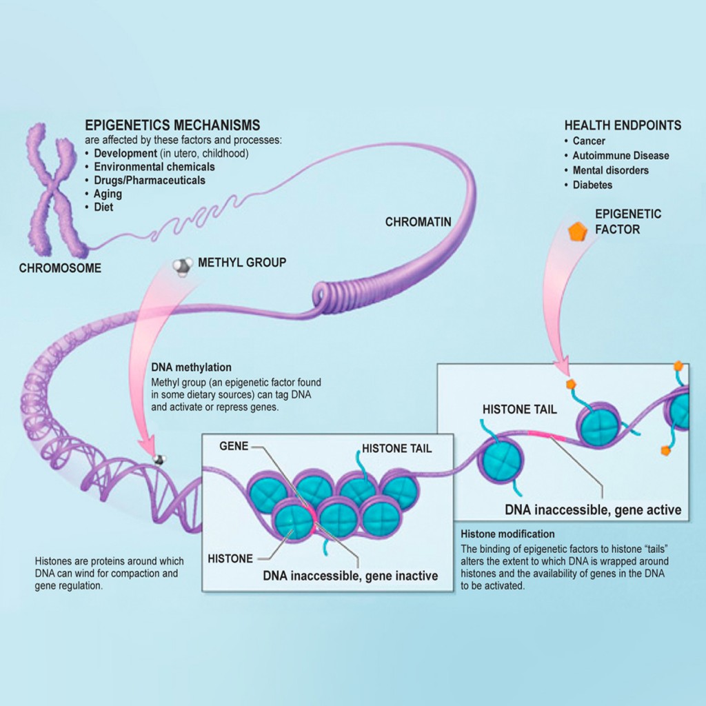 You Can change Your DNA Epigentetics chart