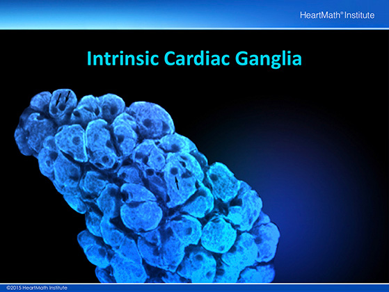 Little Brain in the Heart-Neuron-slide-2 