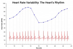 Blog Heart Rate Variability - The Heart's Rhythm