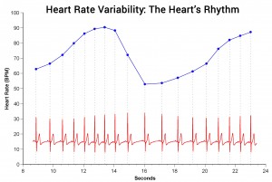 hmi-blog-heart-rate-variability-the-hearts-rhythm