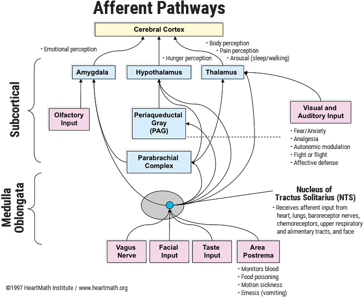 Afferent Pathways