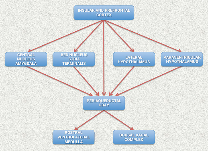 Insular and Prefrontal Cortex