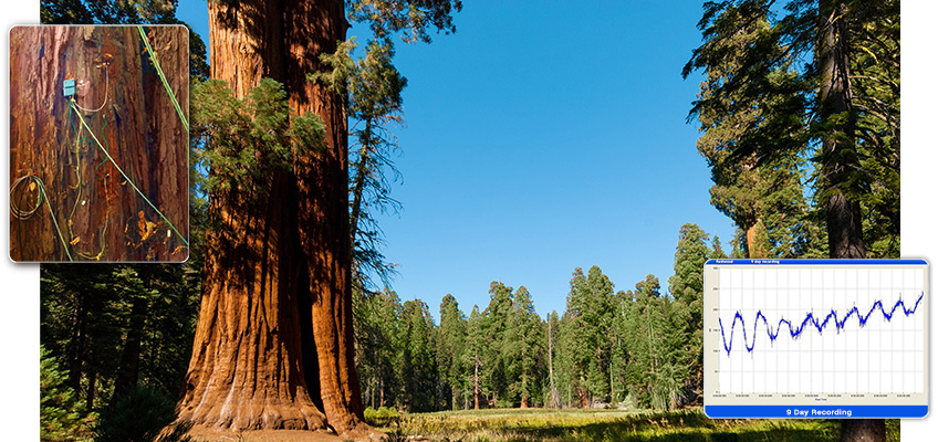 Interconnectivity Tree Research Project