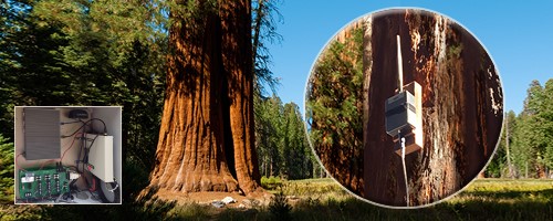 Redwood Tree Monitor Sensor