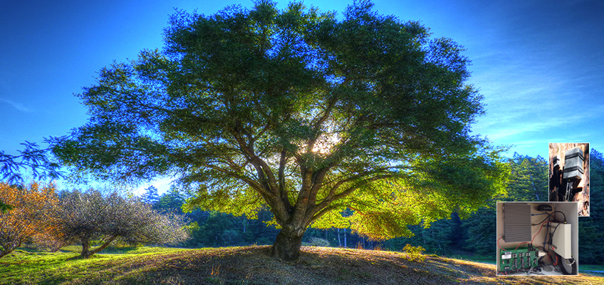 Tree Research Phase 2 with Sensor