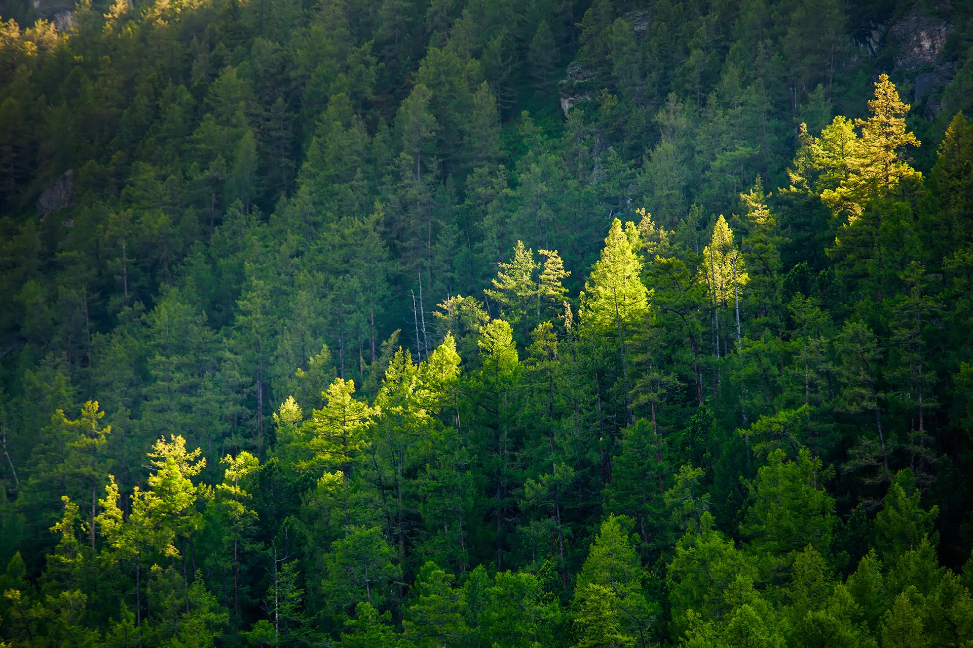 Donate Tree Research Project HeartMath Institute