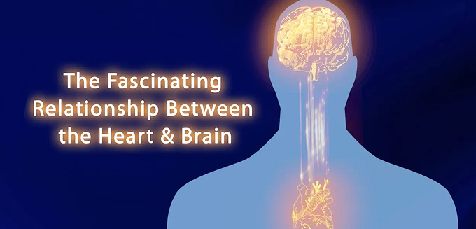 The Fascinating Relationship Between the Heart and Brain