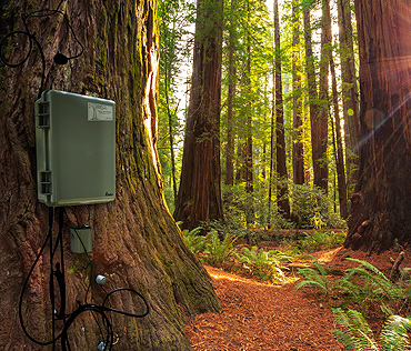 Tree Research Project