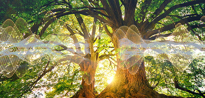 A Window Into the Energetic Lives of Trees