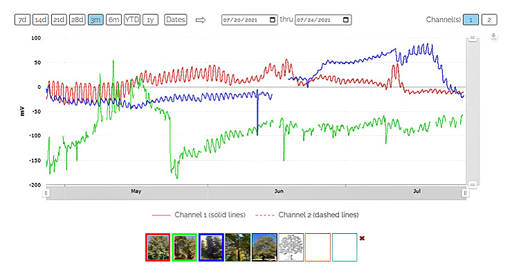 Graph of Live Tree Data