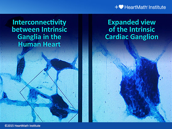 Interconnectivity Between Intrinsic Ganglia in the Human Heart