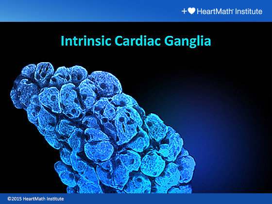 Intrinsic Cardiac Ganglia