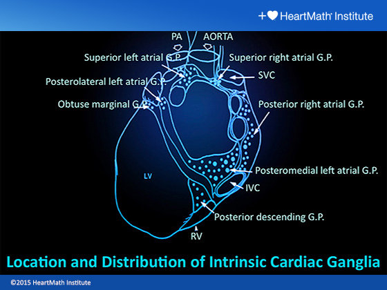 Location and Distribution of Intrinsic Cardiac Ganglia