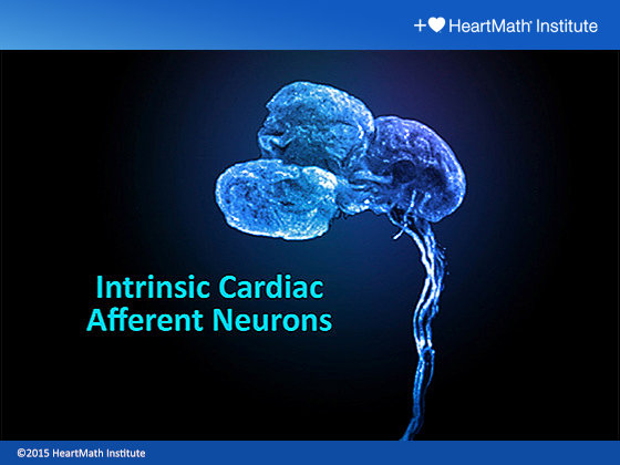 Intrinsic Cardiac Afferent Neurons