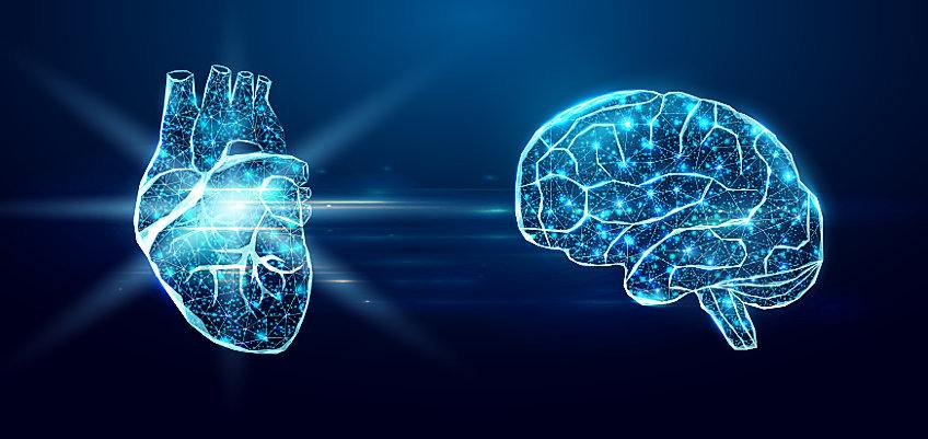 The Little Brain in the Heart - HeartMath Institute