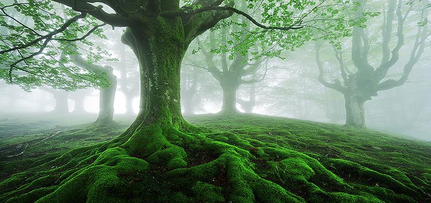 Giving A Voice To Trees - HeartMath Institute