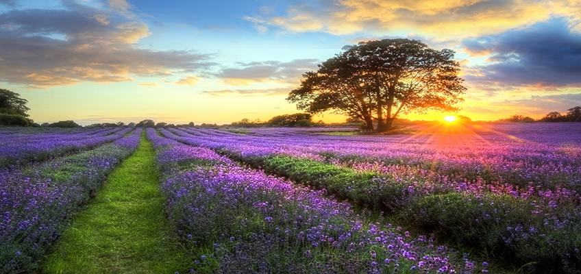 Experience the Planetary Shift on an Uptilt - HeartMath Institute