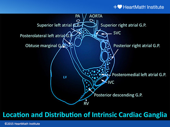 Little brain in the heart - Heartmath