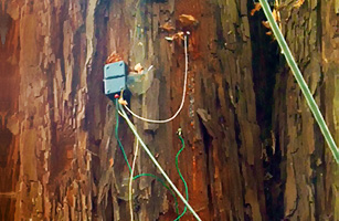 Tree sensor Tree sensor